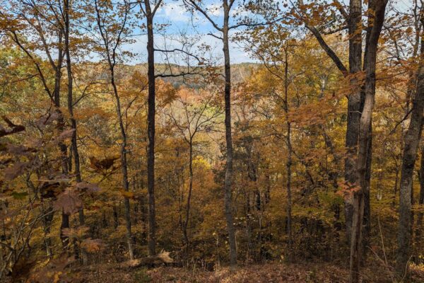 vtWNam8q8S8fFSOsY593AZuX